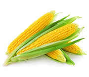 Uprawa i nawożenie kukurydzy
