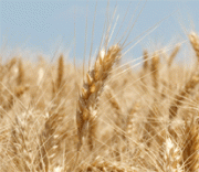 Uprawa i nawożenie zbóż ozimych